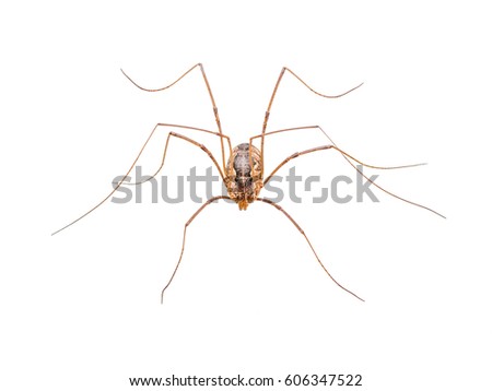 Long-Legged Spider Isolated on White Royalty-Free Stock Photo #606347522