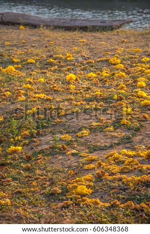 Yellow flowers fall on the ground in the morning sunlight