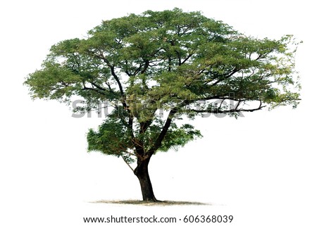 Tree isolated on a white background Royalty-Free Stock Photo #606368039