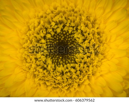 Close up of yellow daisies