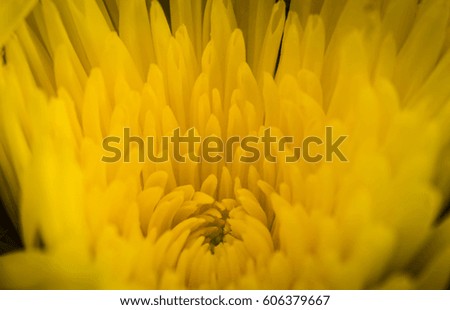 Close up of yellow daisies