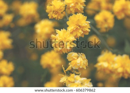 Yellow Kerria japonica first spring flowers in Vintage style