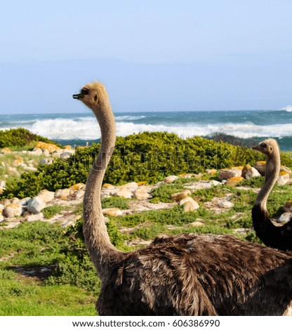 Ostrich at cape point sea front