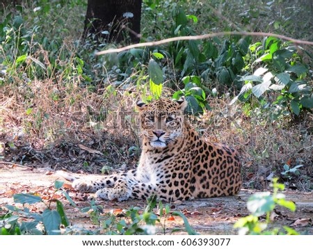 Leopard resting on the grass. Jungle view of the leopard. Cheetah wild animal