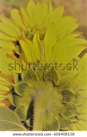 Beautiful  sunflower in the Bulgaria  field.