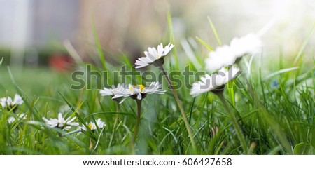 picture of lovely little dandelions at a meadow