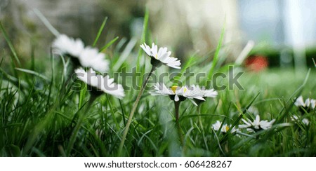 picture of little dandelions at a meadow, to use for illustrations or background