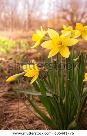Yellow daffodil flower bloom in early spring