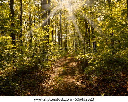 Sun rays shining through the trees and on the path