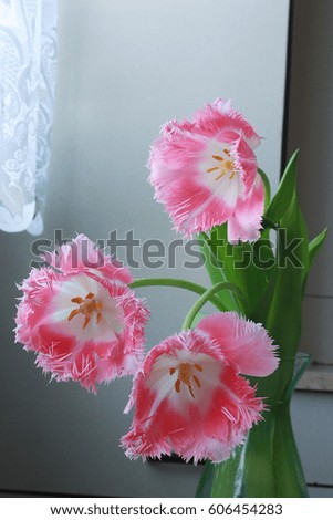 Pink tulips in a vase on a table in the kitchen