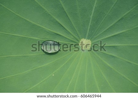 Lotus, Lotus leaf, Green background