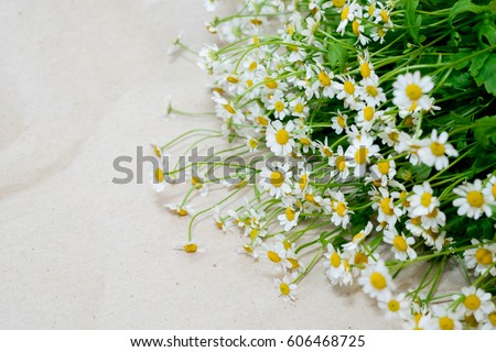 Large bouquet of daisy close on white background