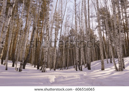 Birch Grove in Sunny Winter Day, Birch Trees Trunks, Winter Birch Wood, March Landscape with White Birches, Concept of Eco, Winter Forest Background in a Sunny Day