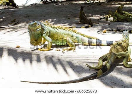 Iguana, Johnny Cay, San Andres, Colombia.