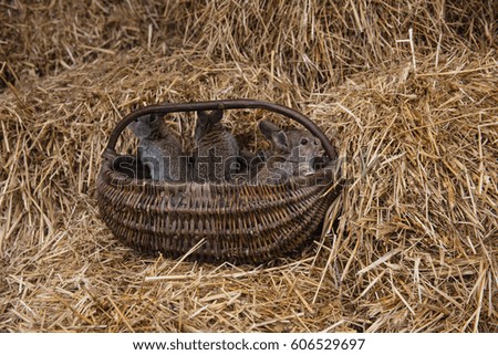 Photo rabbits on hay
small and beautiful gray rabbits on fragrant, yellow, dry hay walking.rabbits with big ears.In deep and  in snug basket bunnies
