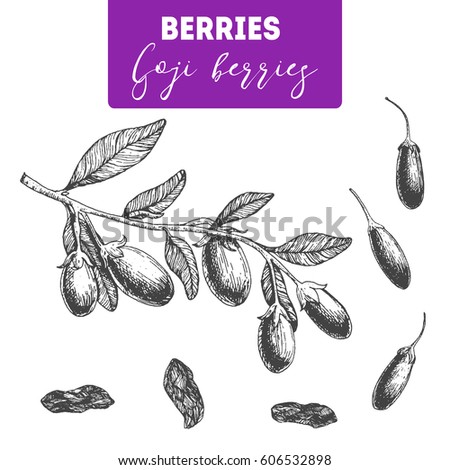 Goji berry hand drawn vector illustration set. Engraved food image. Royalty-Free Stock Photo #606532898