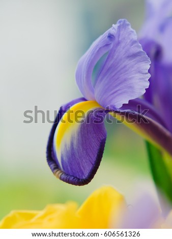 Blooming Iris flower with spring flowers background.
The image perfectly represents Iris blooming, spring or flowers field, flowerbed, gardening, springtime, florist etc. 
