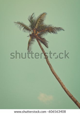 Coconut tree with sky in the background. Old photo. Vintage. Matte. Beautiful landscape. Secluded palm tree. Stunning African nature. 