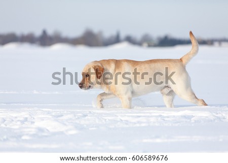 Labrador Retrievers playing on white snow background
