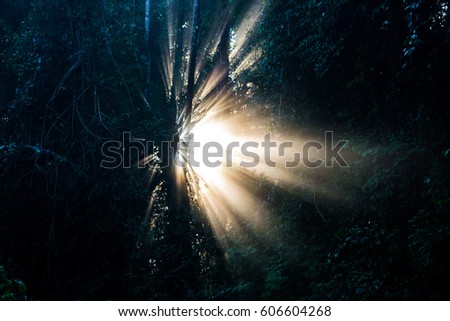 Sunrise in the Brazilian forest