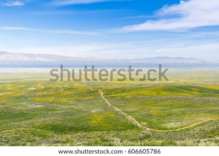 Road among hills covered green grass and wildflowers, California