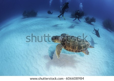 A loggerhead turtle swimming away from a grey reef shark