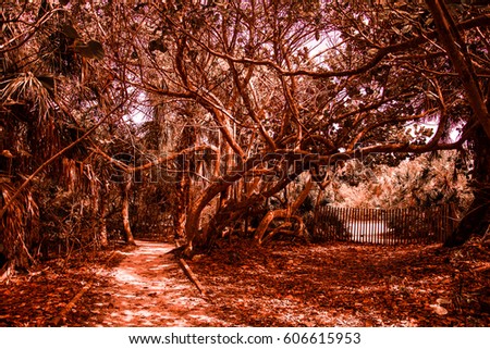 An autumn color enhanced landscape of a sea grape tree and its surrounding vegetation and a fence