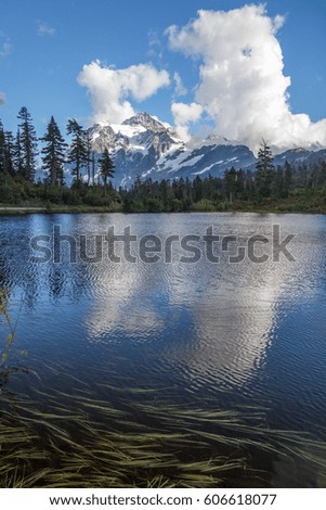 Rippled Picture Lake and floating grasses add contrast and pattern to reflections of Mount Shuksan and bright white cumulus cloud, Washington State.
