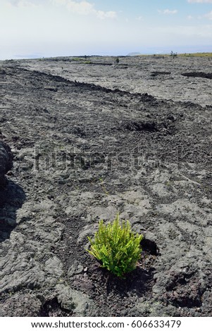 sun shining over the old lava flow field covered with tall grass in Volcanoes National Park, Big Island of Hawaii, USA