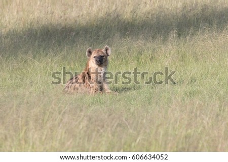 Africa, Kenya, Masai Mara National Reserve. The spotted hyena,  Crocuta Crocuta. 2016-08-04