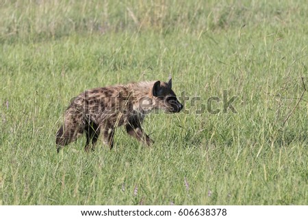 Africa, Kenya, Masai Mara National Reserve. Spotted hyena (Crocuta crocuta). 2016-08-04
