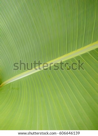 the green banana leaf closeup for backgrounds