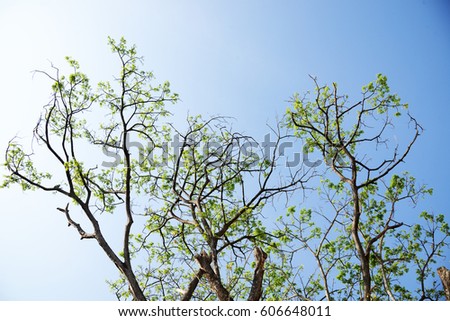 branches of tree on the sky background