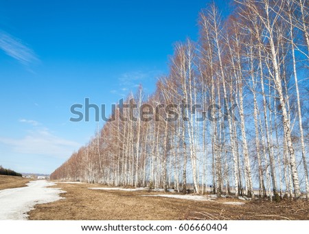 Spring in the forest, the grass withered, the last snow, warm spring day, desktop wallpapers. This photo good design solution. 