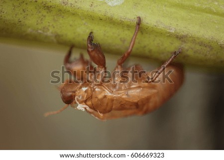 Cicada molting