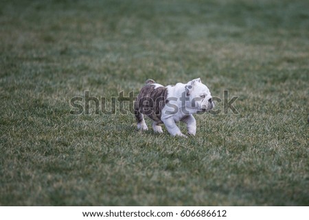 Happy pet dogs playing on Grass in a park.