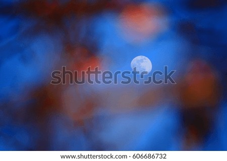 moon during twilight with Thailand sakura tree, Prunus cerasoides, Wild Himalayan Cherry flower foreground 