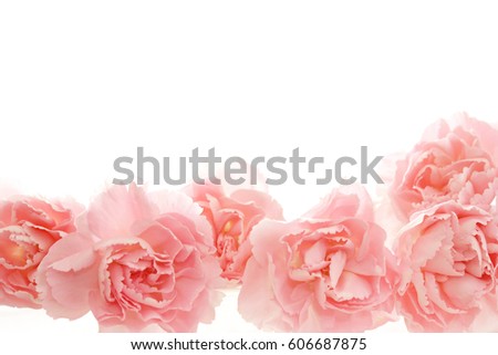 pink carnation on white background
