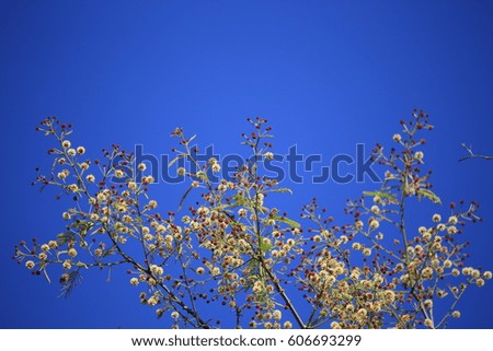 FLOWER on blue sky