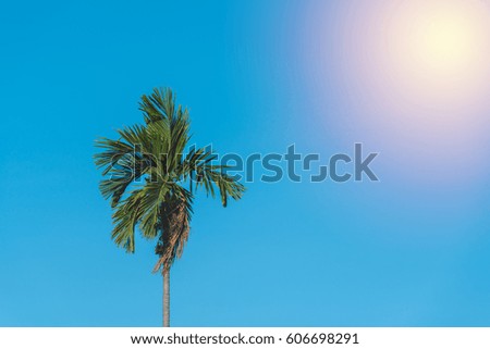 Coconut palm tree and blue sky. vintage filter