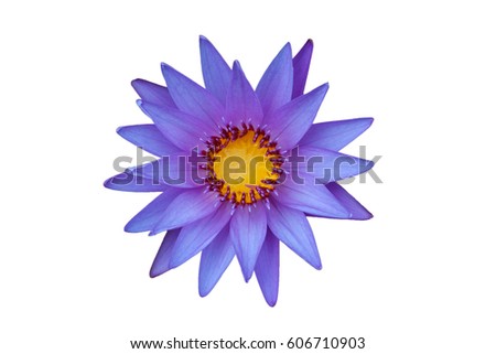 blooming lotus isolated on white background