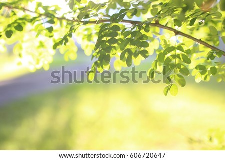 park leaf sun Royalty-Free Stock Photo #606720647