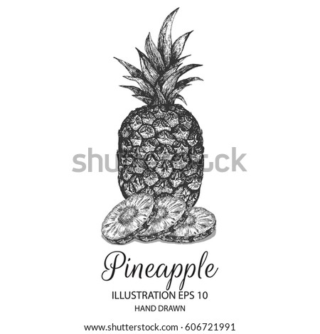 Pineapple hand drawn illustration by ink and pen sketch. Isolated vector design for using in natural or organic fruit product and health care goods.