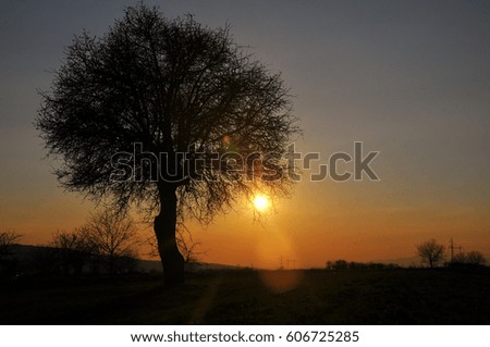 Silhouette of big tree in sunset. Single tree in Valley