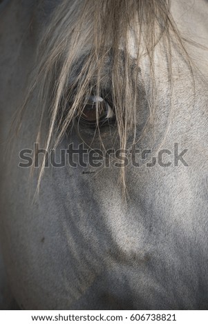 Grey Arabian stallion eye