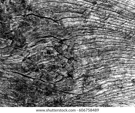Old black and white tree cut texture. abstract background and texture for design.