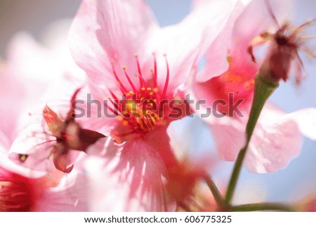 Pink Cherry Blossom with Clear Blue Sky
