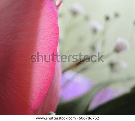 Part of a pink rose bud closeup with a soft background of flowers gypsophila