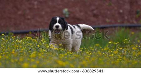 landseer puppy dog kennel