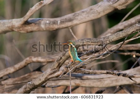 Common Kingfisher (Alcedo atthis) on  Dry branches.Take from Thailand
